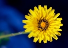 Nature - Flours and Insects